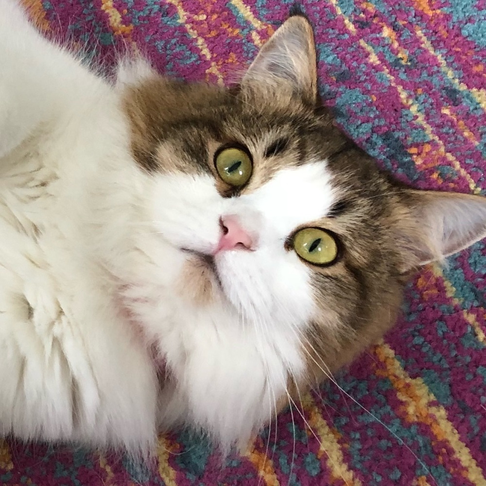 Meet your Posher, Erin